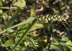 Southern sandbur